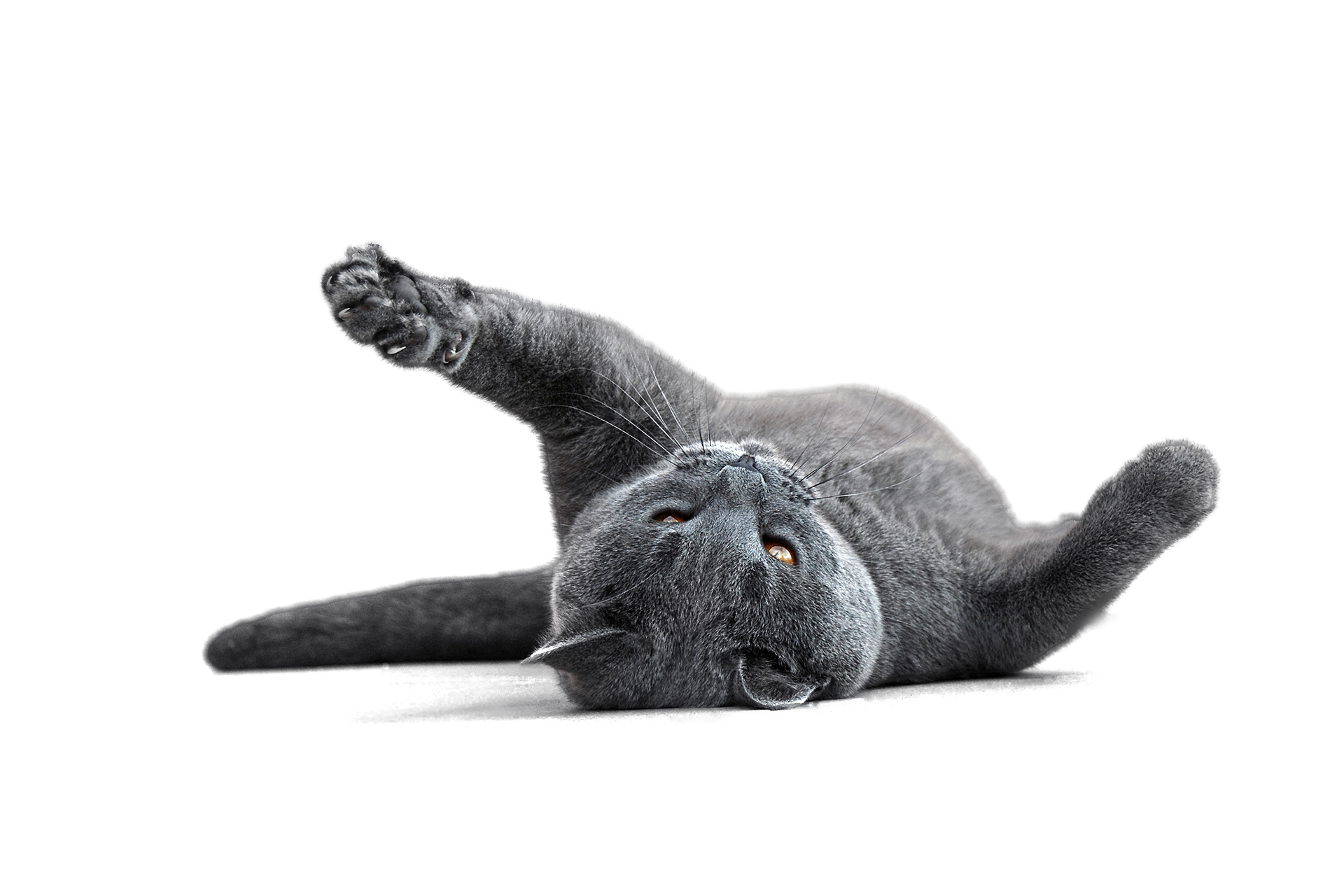 isolated-cat-on-back